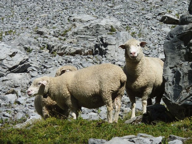Wenn die Sömmerung z Wenn die Sömmerung zu Ende geht und Auen zum Schlachthof geführt werden, sollte vorher ausgeschlossen werden, dass sie trächtig sind.Bild: BGK