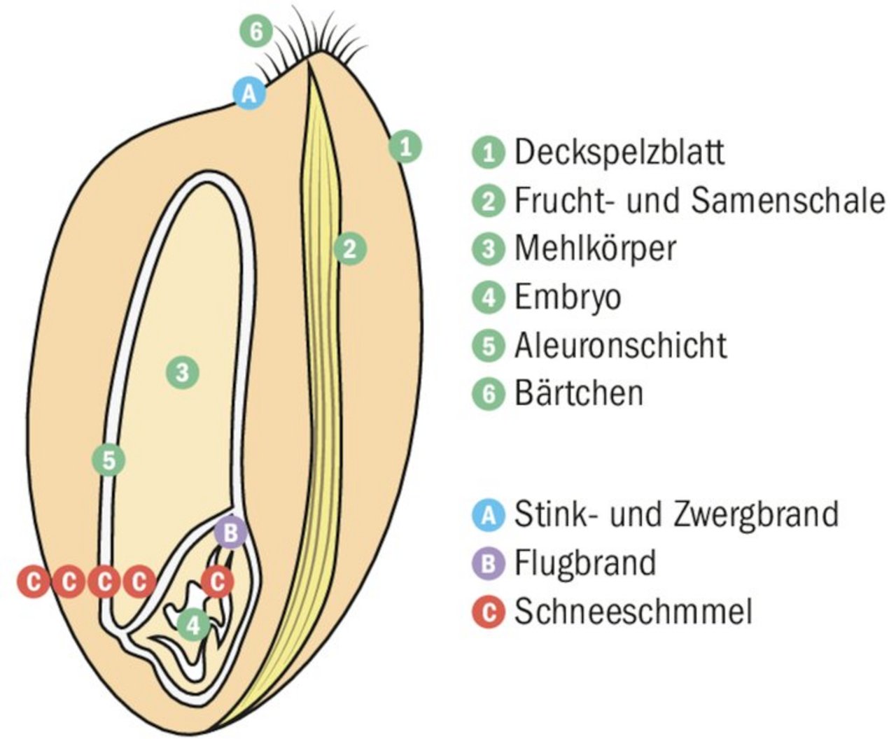 Weil sich Flugbrandsporen tief im Sameninnern einlagern, ist die Dampfbehandlung nicht dagegen wirksam.