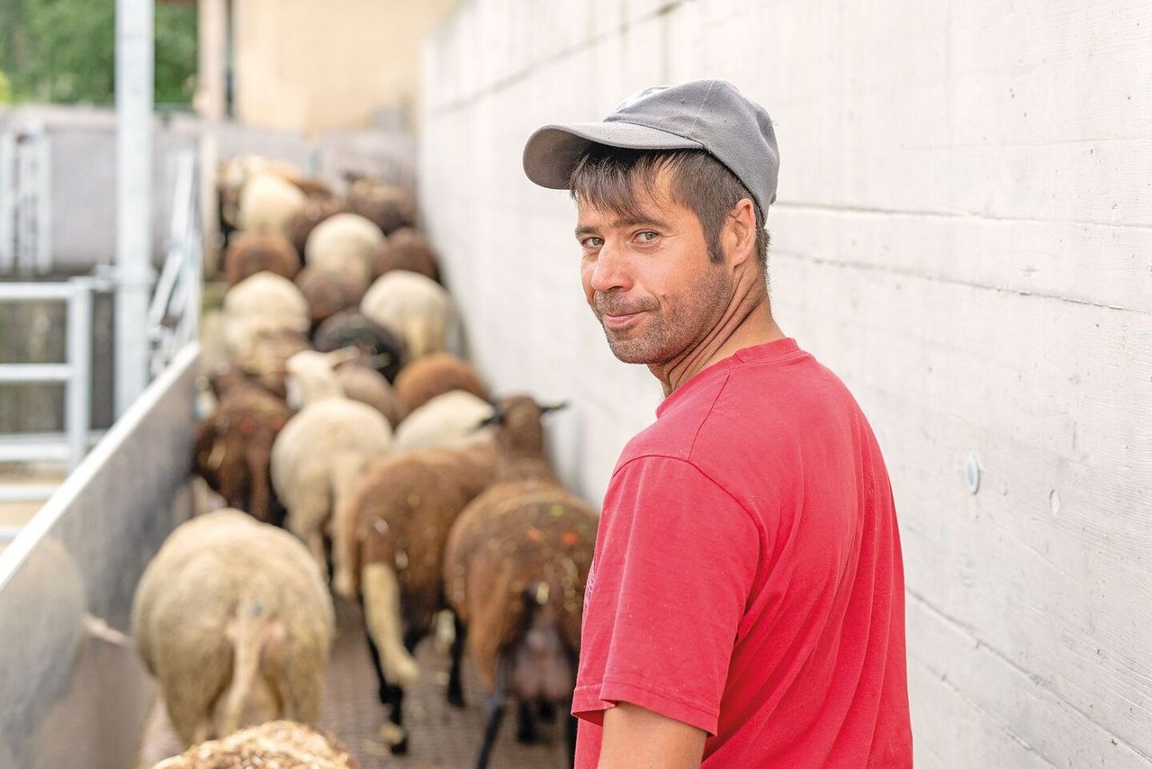 Jonas Gergeli treibt die Schafe Richtung Melkkarussell.