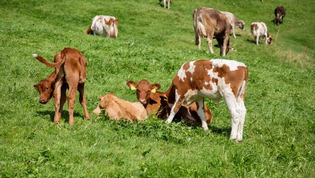 Das sieht man selten: Milchkühe und ihre Kälber auf der gleichen Weide. Bild: Gian Vaitl