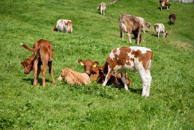 Das sieht man selten: Milchkühe und ihre Kälber auf der gleichen Weide. Bild: Gian Vaitl