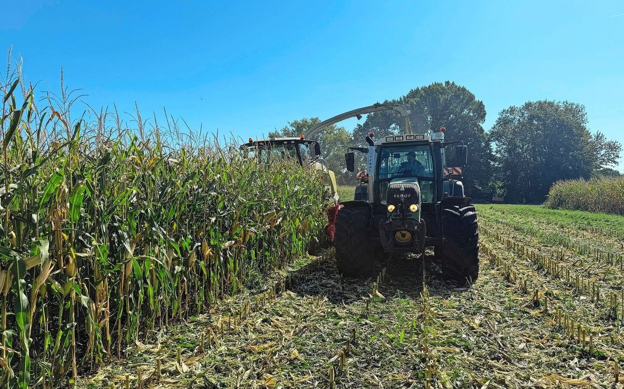 Immer vier Maisreihen werden ganz gehäckselt und bei zwei Reihen nur die Kolben. Das erhöht den Energiegehalt in der Silage und gibt Erntereste für den Boden.