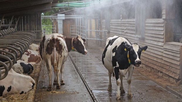 Hitzestress Milchkuh Holstein-Kühe stehen im Laufhof und lassen sich von einer Sprinkleranlage berieseln.