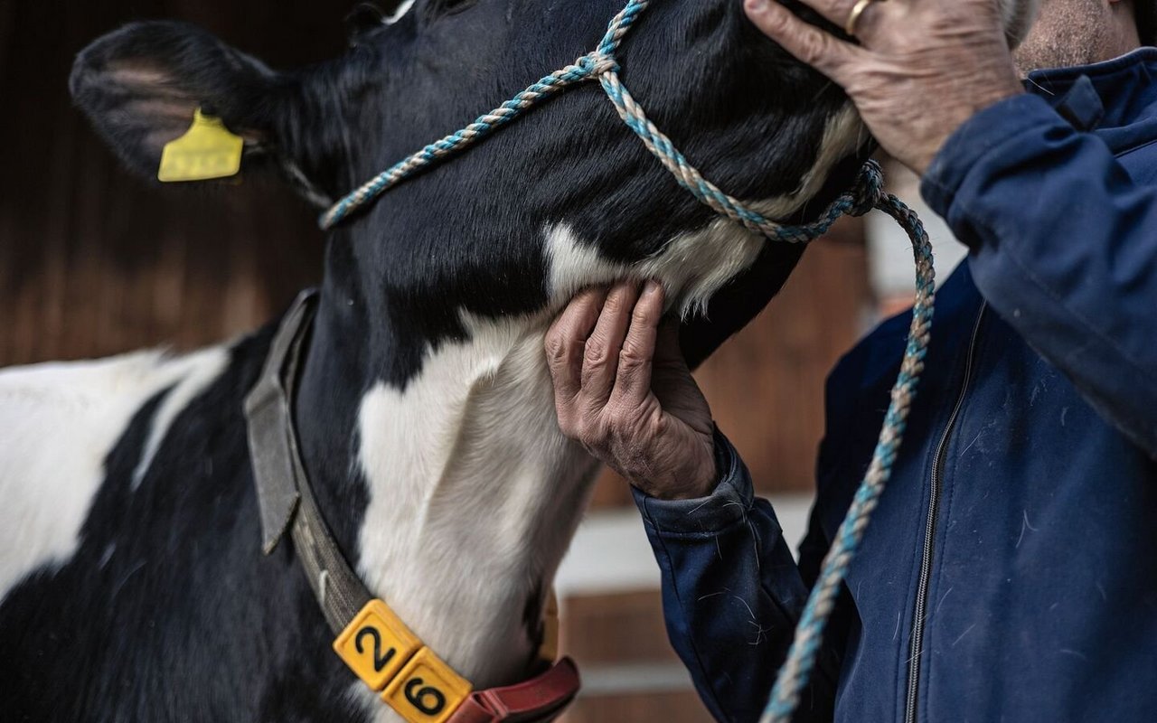 Eine Hand drückt der Kuh in das Zungenbein, etwas oberhalb der Kehle.