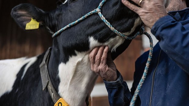 Osteopathie Milchkuh Eine Hand drückt der Kuh in das Zungenbein, etwas oberhalb der Kehle.