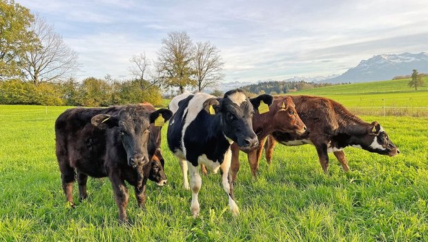 Kälberhaltung auf der Weide Eine Gruppe grosser Kälber steht auf der Weide und schaut in die Kamera.