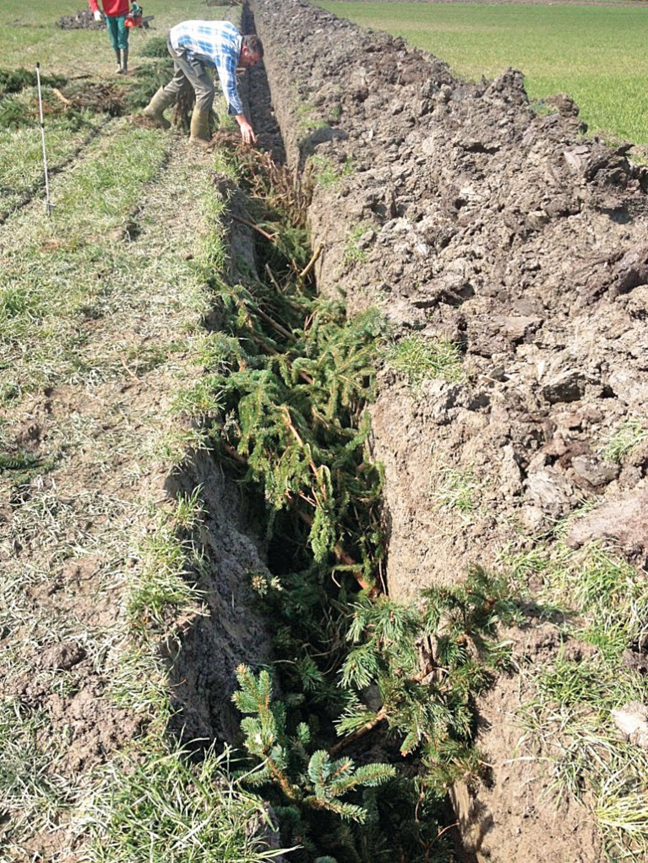 Tannäste dienen als Filterschicht auf Tonröhren-Drainagen. Bild: P. Hofstetter