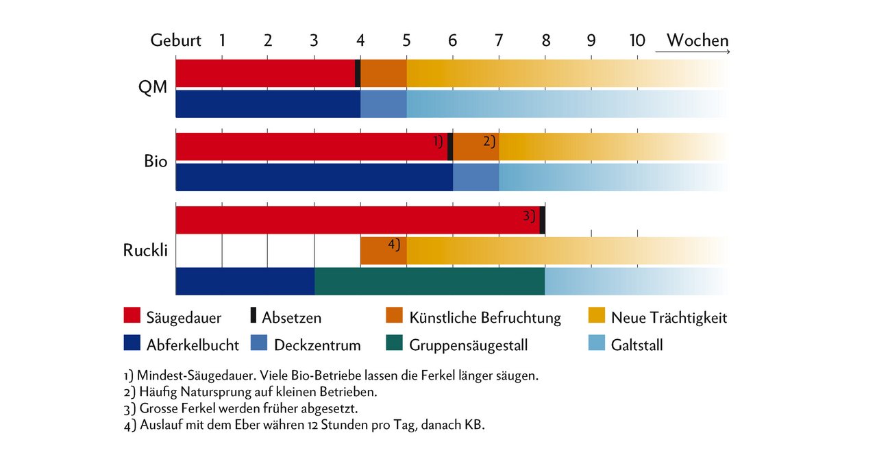 Rucklis lassen die Ferkel 7 bis 8 Wochen säugen, das sind 3 bis 4 Wochen mehr als bei QM. Trotzdem sind die Sauen ab der 5. Woche wieder trächtig. Grafik: Doris Rubin