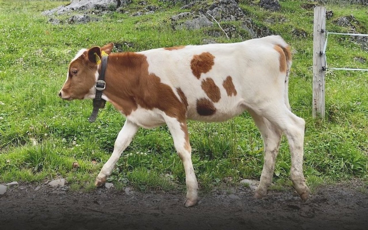 Fleckvieh-Kälbchen auf der Firstalm in Bayern.