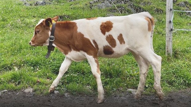 Fleckvieh-Kälbchen auf der Firstalm in Bayern.