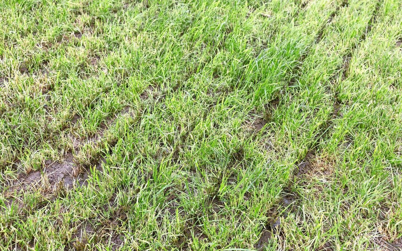 Schleppschlauch 20 Tage nach der Gülleausbringung: Die Schlauchabstände sind mit 30 cm grösser als bei den anderen Ausbringtechniken. Dadurch wird das Güllemädli breiter und nicht ganz am Boden abgelegt (links). Das hat zur Folge, dass die Güllereste mit dem Gras mitwachsen und wieder geerntet werden (rechts). 