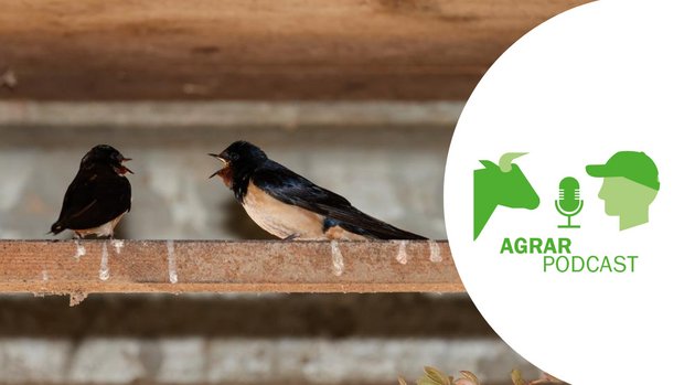 «AgrarPodcast» Episode 9: Schwalben im Stall, der Lehrling des Jahres 2021 und warum die Agrar-Initiativen abgelehnt wurden Nicht nur im Scharfe Egge wird angeregt diskutiert. Auch die zwei Rauchschwalben haben einiges zu klären (Bild: die grüne/Peter Röthlisberger).