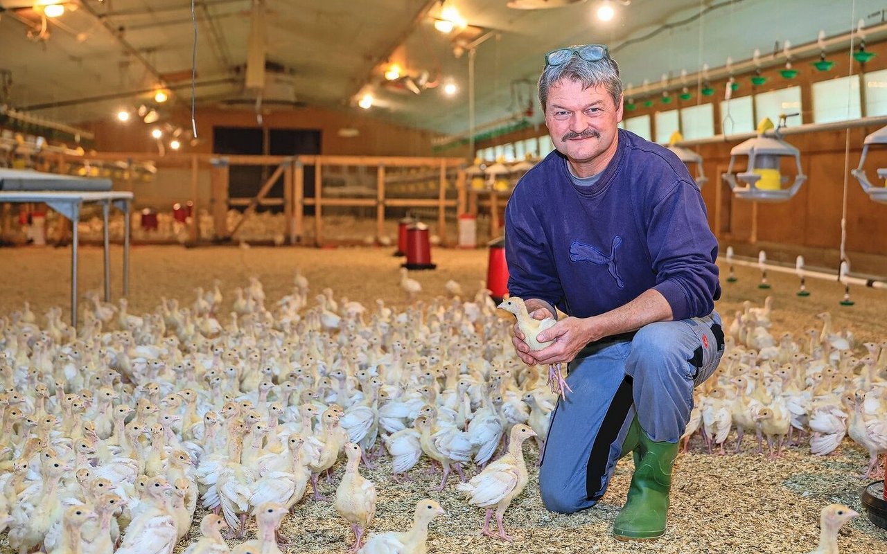 An der Trutenproduktion begeistert Landwirt Peter Röthlisberger das Tier als solches, das sehr neugierig und interessiert ist.