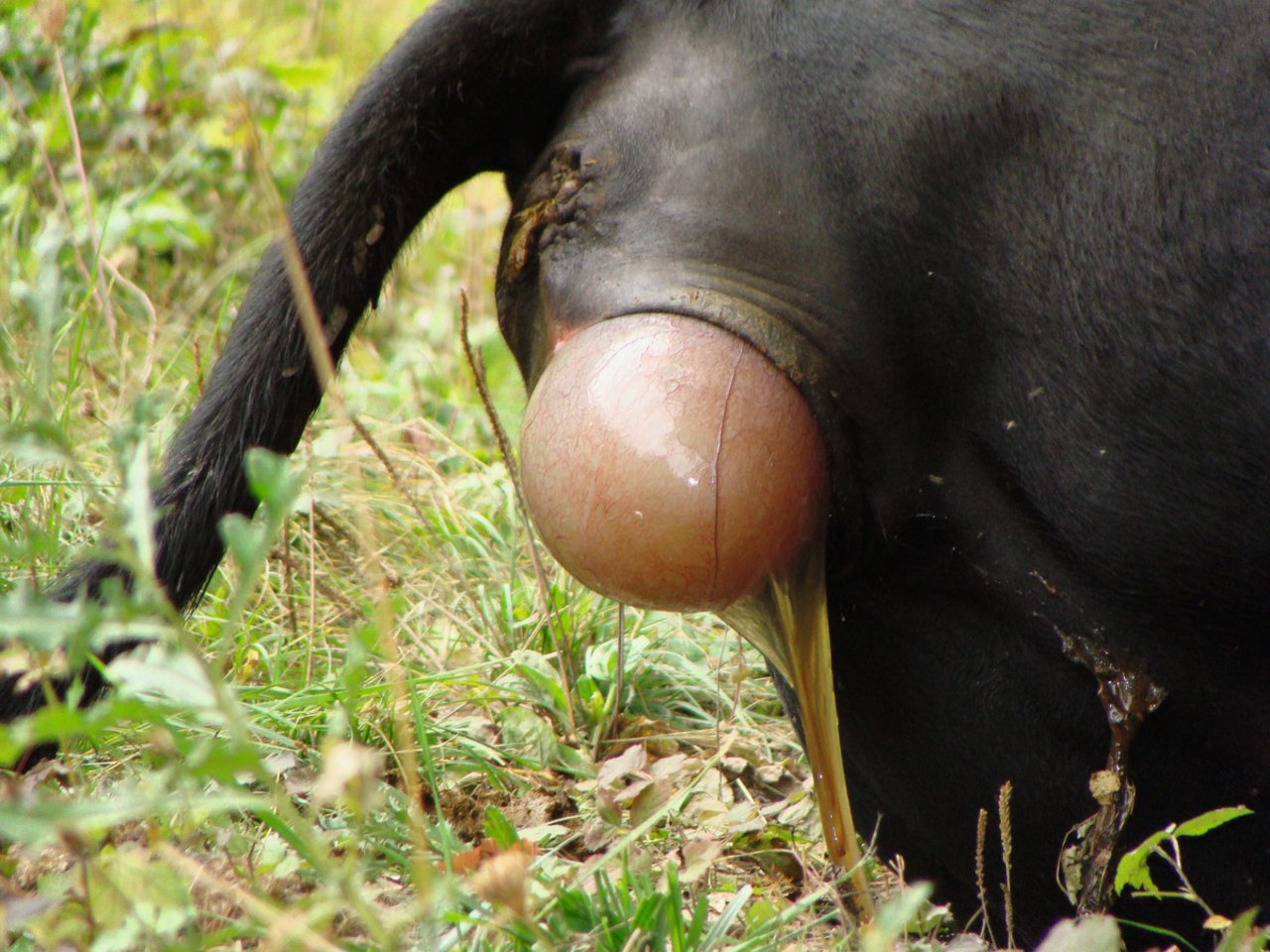 2. Öffnungsphase: Fruchtblasen weiten den Geburtsweg.Bild: Swissgenetics, die-fruchtbare-kuh.ch