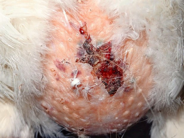 Bei extremem Befall durch Ratten attackieren die Schadnager die Hühner: Hier ersichtlich durch Frassspuren am Unterbauch eines Huhns.