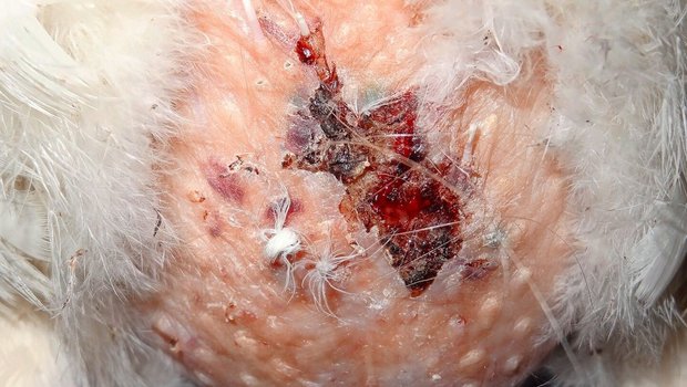 Bei extremem Befall durch Ratten attackieren die Schadnager die Hühner: Hier ersichtlich durch Frassspuren am Unterbauch eines Huhns.