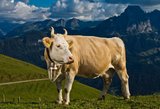 Die Simmentaler Kuh hat ihren Ursprung im Simmental im Berner Oberland. 