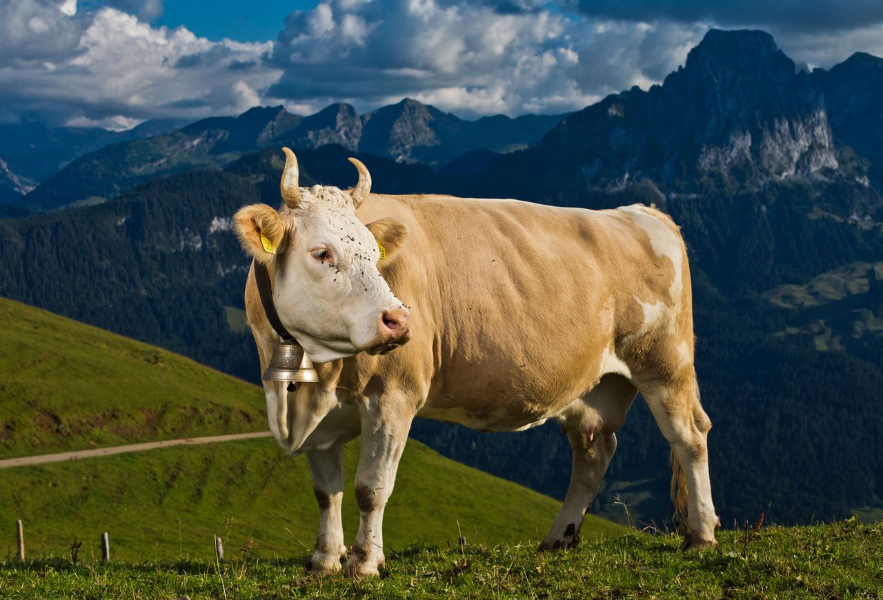 Die Simmentaler Kuh hat ihren Ursprung im Simmental im Berner Oberland.