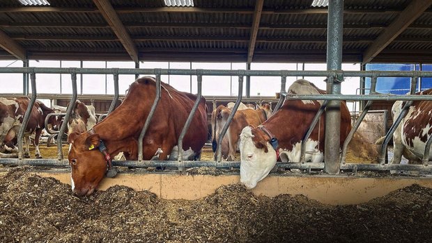 Zwei Kühe strecken ihre Köpfe durch das Gitter und fressen Maissilage vom Futtertisch im Stall.