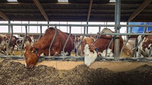 Zwei Kühe strecken ihre Köpfe durch das Gitter und fressen Maissilage vom Futtertisch im Stall.