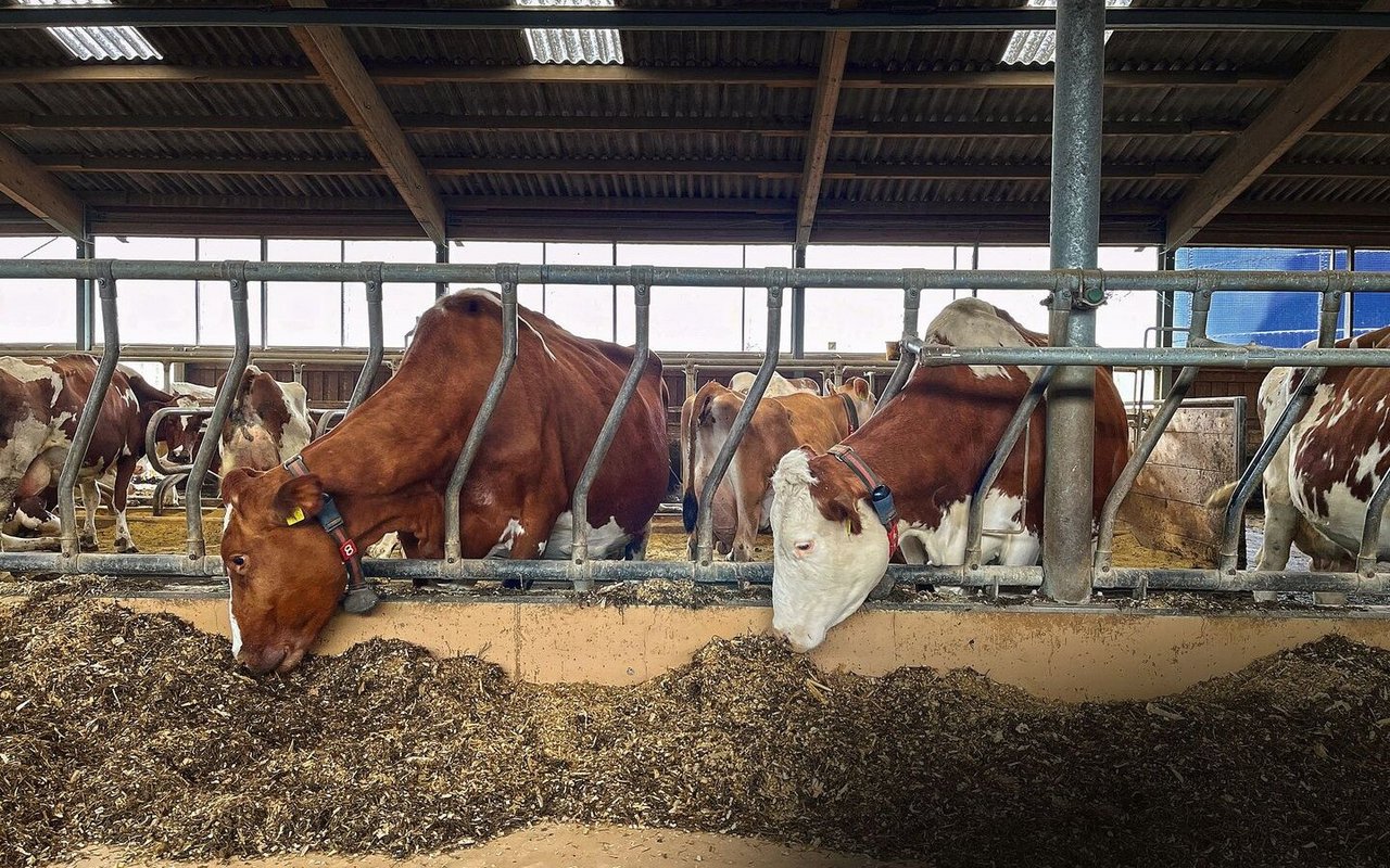 Zwei Kühe strecken ihre Köpfe durch das Gitter und fressen Maissilage vom Futtertisch im Stall.