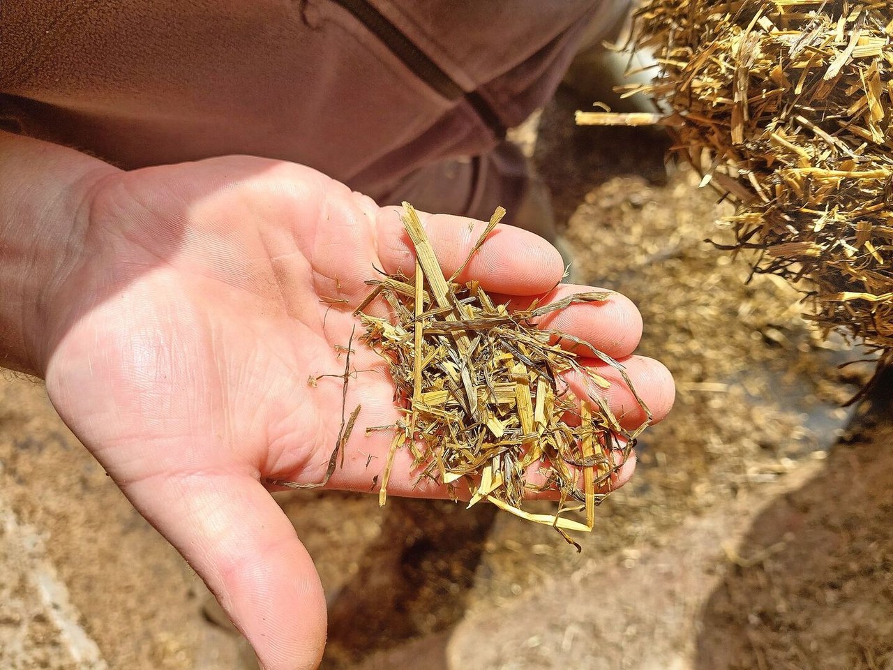 Das Gras wird 8 mm kurz gehäckselt. Einige Halme sind aber deutlich länger.