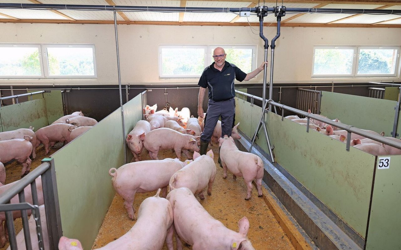 Werner Humbel steht bei seinen Mastschweinen in der Bucht.