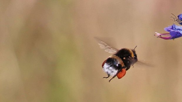 Die Erdhummel, eine Die Erdhummel, eine häufig gezüchtete Wildbiene, die später zur Bestäubungin landwirtschaftlichen Kulturen ausgebracht wird.
