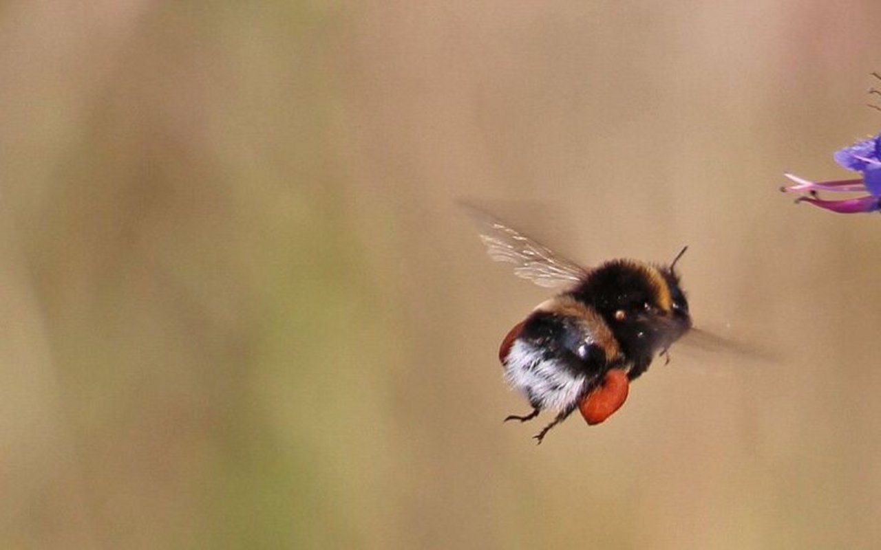 Die Erdhummel, eine häufig gezüchtete Wildbiene, die später zur Bestäubungin landwirtschaftlichen Kulturen ausgebracht wird.