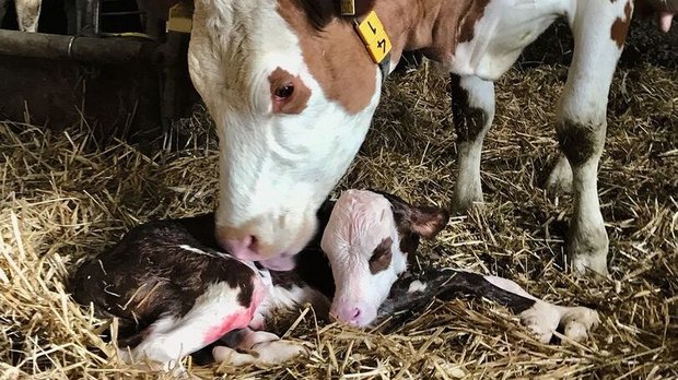 Eine Kuh schleckt ihr neugeborenes Kalb trocken.