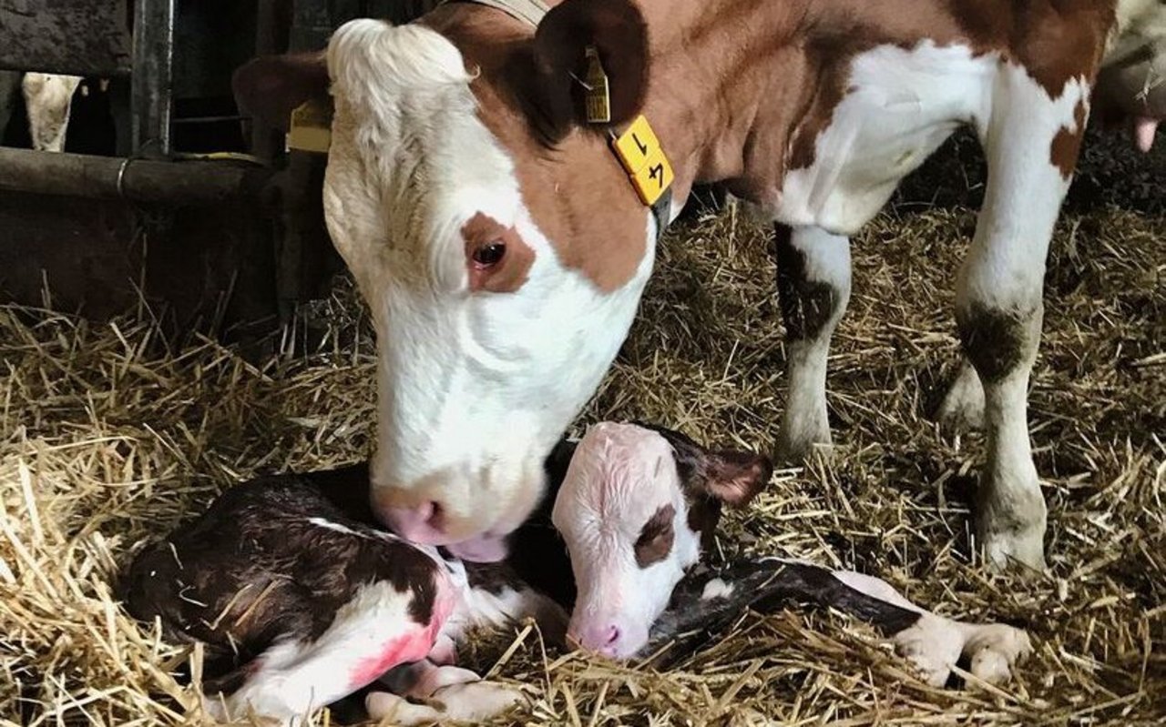 Eine Kuh schleckt ihr neugeborenes Kalb trocken.