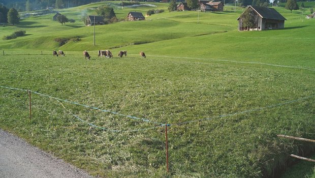 Gutes Weidemanagement zahlt sich acuh bei feuchten Witterungsverhältnisen aus. Trittschäden kommen wesentlich seltener vor. Bild: Voji Pavlovic