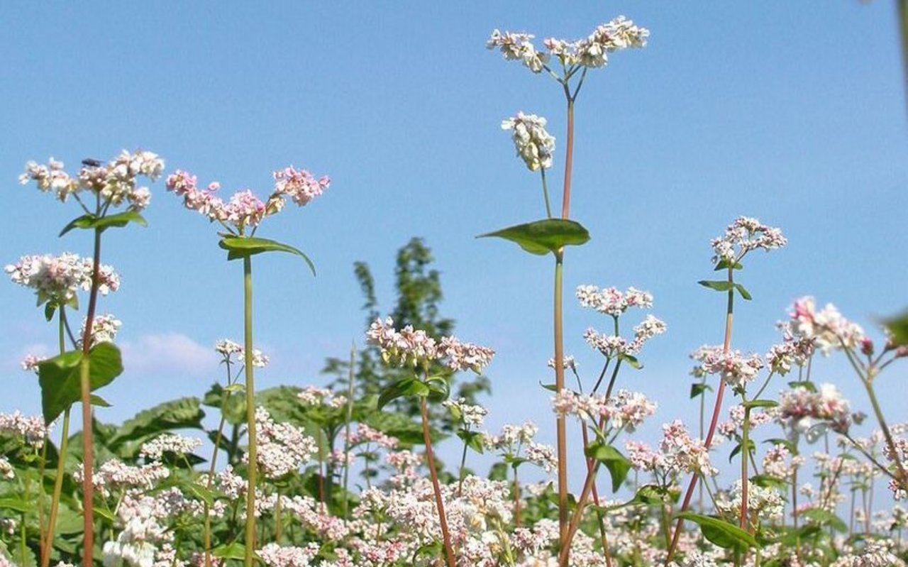 Ein blühendes Buchweizenfeld vor einem blauen Himmel.