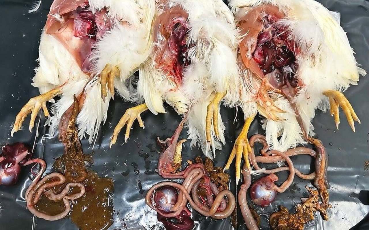 Nekrotisierende Enteritis (Darminfektion) in einer 6 Wochen alten Aufzuchtherde mit einer Abgangsrate von über 3 Prozent in einer Woche.