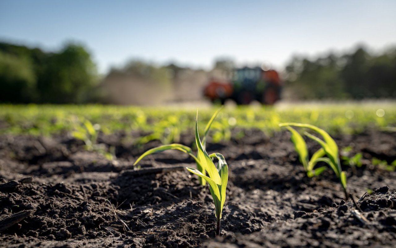 Eine Maispflanze steht scharf im Vordergrund, während im Hintergrund verschwommen ein Traktor mit Feldspritze zu sehen ist.