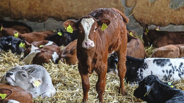 Rund die Hälfte der in der Kälberhaltung eingesetzten Antibiotika dürfte im Zusammenhang mit M.-bovis-Infektionen stehen.