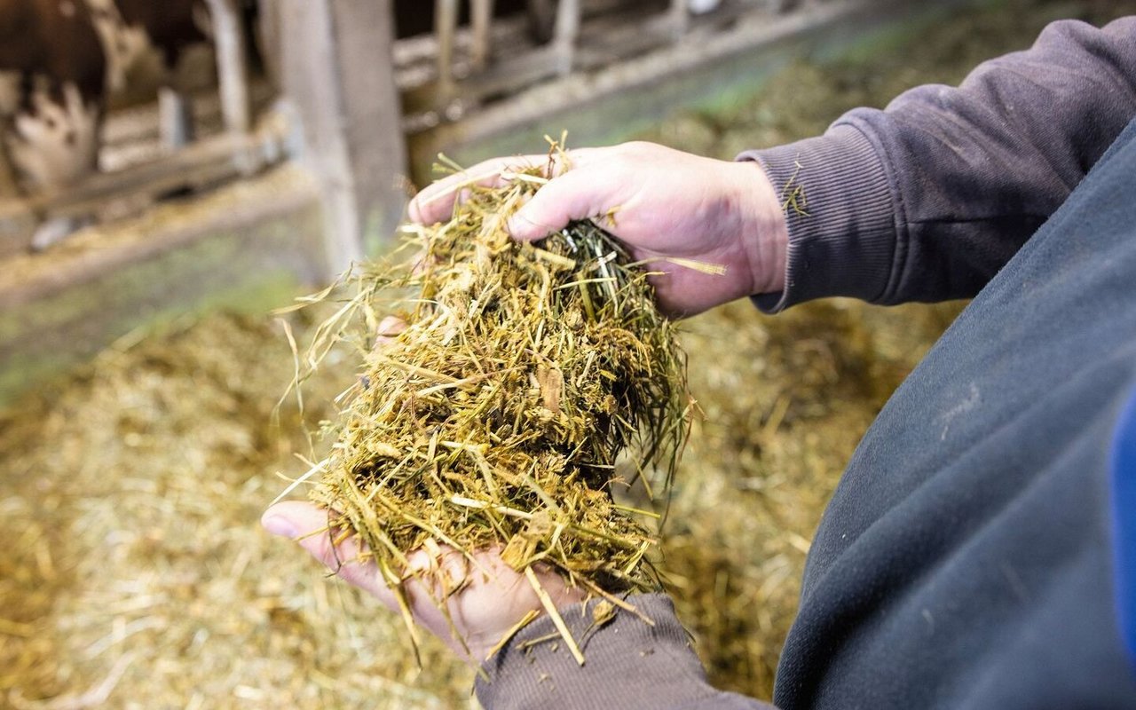 Ein Landwirt hält eine Handvoll Silage-/Heugemisch in den Händen.