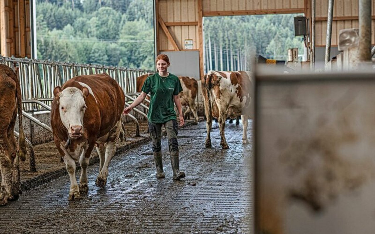 Chiara, Betriebshelferin des Maschinenrings Tettnang, bei der Stallarbeit. (Bild SWR/Timo Jaworr)