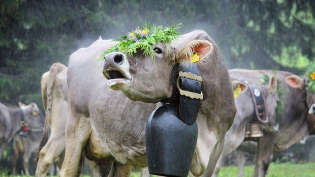 Treichel, Bummela, Chlöpfer und Plumpa: Die Schweiz hat eine grosse Vielfalt an Namen für Kuhglocken. 