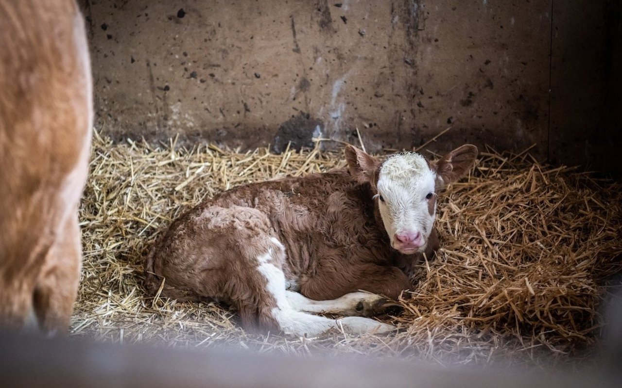 Ein kalb liegt im Stall im Stroh.