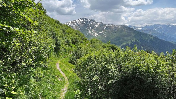 Ein Wanderweg führt mitten durch einen Hain von Grünerlen, die mittlerweile rund 3 Meter hoch sind und eine ehemalige Alpweide überwuchern.