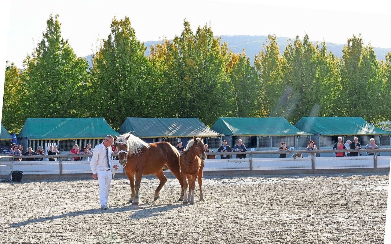 16 verschiedene Pferderassen waren am Sommet vertreten, darunter zum Beispiel Tiere der Rasse Comtois, welche zu den Kaltblütern gehören.