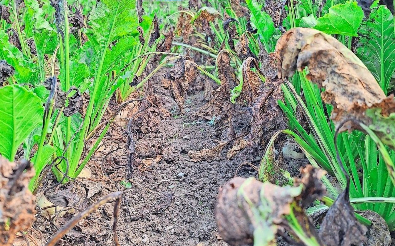 Bei optimalen Bedingungen kann sich die Cercospora-Pilzkrankheit in kurzer Zeit massiv ausbreiten. 