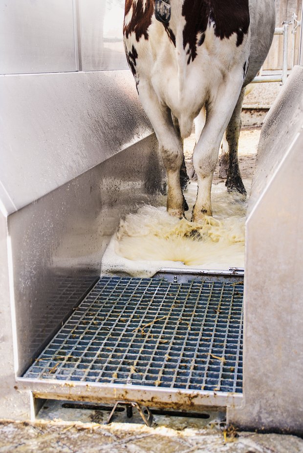 Klauengesundheit bei Milchkühen mit einfachen Lösungen verbessern Ein Klauenbad sollte mindestens drei Meter lang sein. Das Waschwasser sollte sauber sein. Bild: Michael Götz