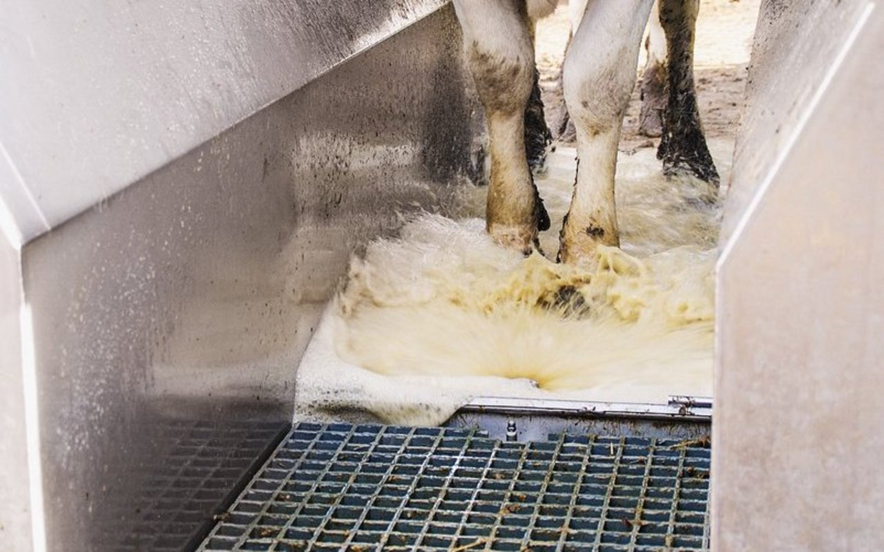 Ein Klauenbad sollte mindestens drei Meter lang sein. Das Waschwasser sollte sauber sein. Bild: Michael Götz