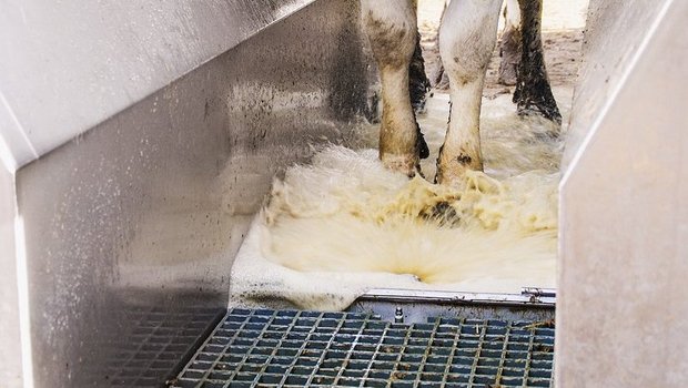 Ein Klauenbad sollte mindestens drei Meter lang sein. Das Waschwasser sollte sauber sein. Bild: Michael Götz