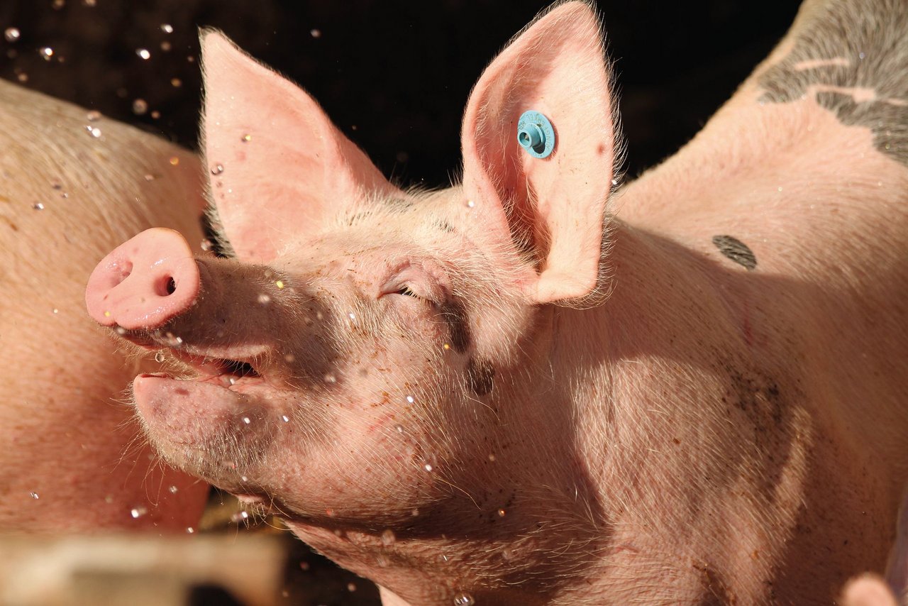 Wenn Schweine Abkühlungsmöglichkeiten wie Schattennetze oder Sprinkler haben, «ist ihnen kannibalisch wohl, als wie 500 Säuen» (Goethe).Bild: Verena Stürzer