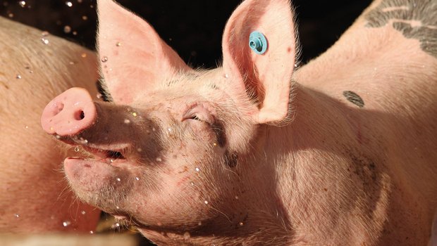 Wenn Schweine Abkühlungsmöglichkeiten wie Schattennetze oder Sprinkler haben, «ist ihnen kannibalisch wohl, als wie 500 Säuen» (Goethe).Bild: Verena Stürzer