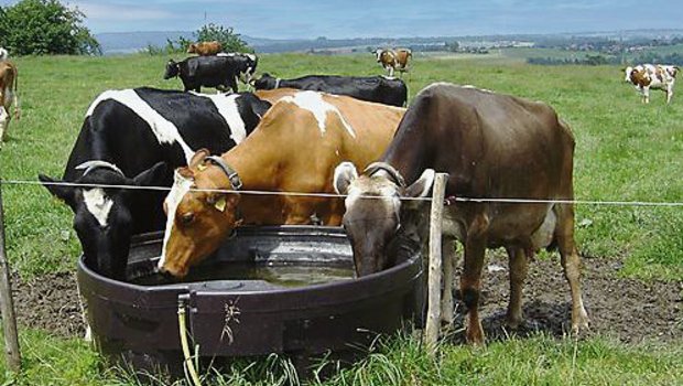 Wasser ist das wichtigste Kühlmittel für Mensch und Tier. Eine Milchkuh kann an einem heissen Tag 100 Liter Wasser und mehr trinken. Das Rindvieh kann zwar schwitzen – damit es nicht überhitzt, sollten aber Massnahmen getroffen werden. (Bild Ursula Gostei)
