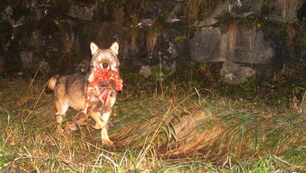 Wolf Beverin-Rudel Ein Wolf ist in die Fotofalle getappt: Im Maul hat er eine Wildkeule.